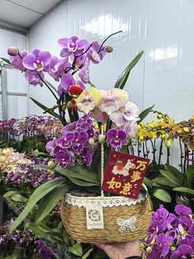 精品蝴蝶兰混搭盆栽5-6支