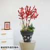 北美冬青盆栽办公室内新年装饰客厅植物开业乔迁送礼 商品缩略图1