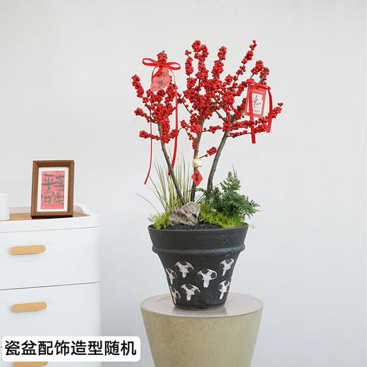 北美冬青盆栽办公室内新年装饰客厅植物开业乔迁送礼 商品图1