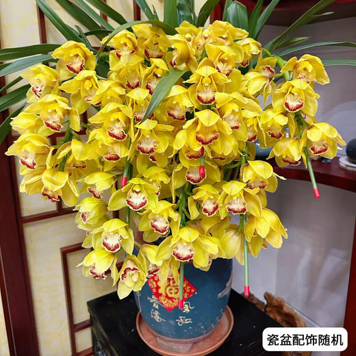 大花蕙兰盆栽植物室内客厅办公室花卉兰花年宵花送礼 商品图1