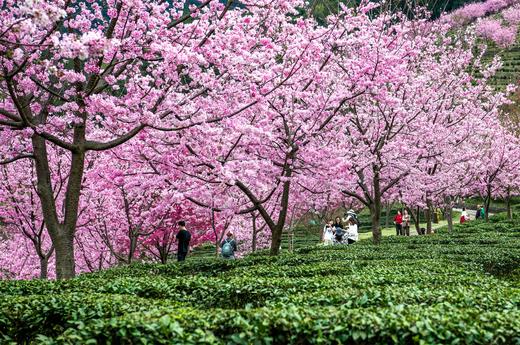 2月26日潮州古城，阴那山樱花、灵光寺3天摄影之旅 商品图1