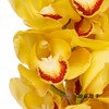 兰花 | 大花蕙兰黄金岁月【轻微瑕疵 折痕 色差 不售后，介意者慎拍】 商品缩略图4