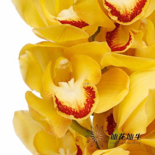 兰花 | 大花蕙兰黄金岁月【轻微瑕疵 折痕 色差 不售后，介意者慎拍】 商品图4