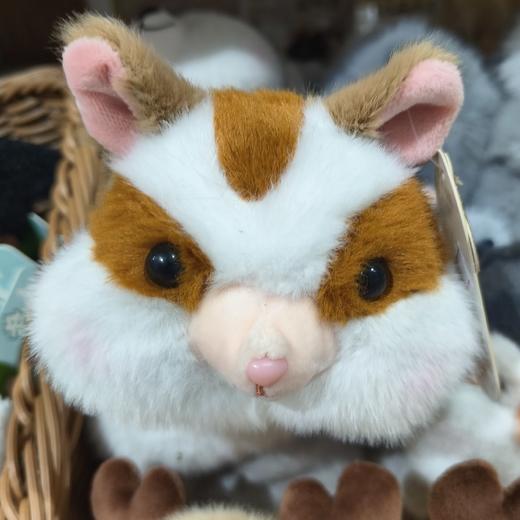 嘟嘟脸蜜袋鼬 商品图0