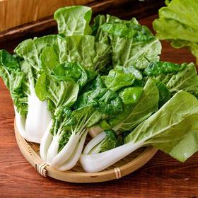 那云那南有机奶白菜 250g/份