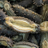 极客海参品鉴装（即食鲜参/干海参）丨鲜食高压海参，肉厚劲道自带鲜味丨独立包装，开袋即食，详情页里有我们对海参的认知，请一定阅读完。⭐️顺丰快递 商品缩略图5