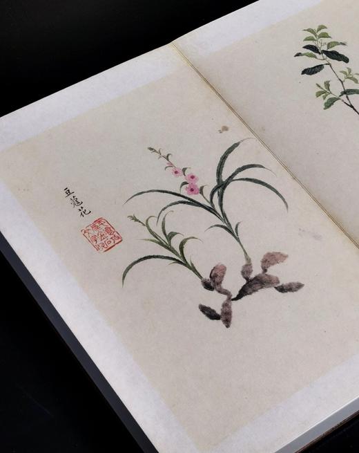 【重磅推荐】“稀见彩绘本选粹”第一部：《南方草木状图》，册页装，全一册，[晋]嵇含撰，浙江古籍出版社2025年10月一版一印，定价1280，售价880元。 商品图8