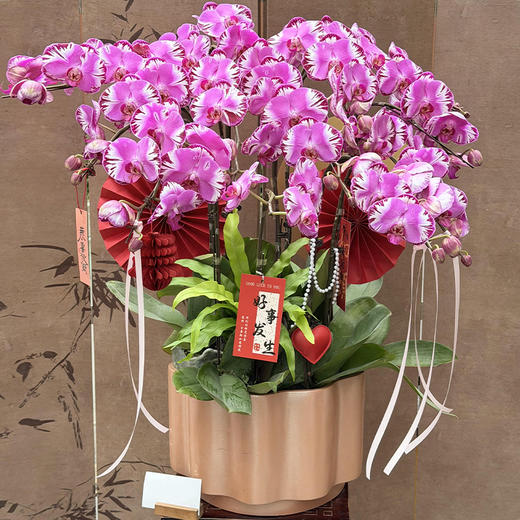 10株大财主蝴蝶兰盆栽组合精品兰花商务送礼生日贺寿开张开业乔迁中秋节（盆子随机） 商品图4