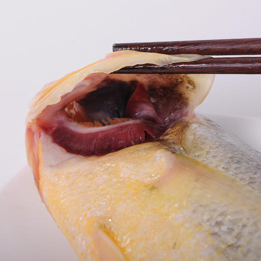 鲜活速冻锁鲜生态大黄鱼550g*3条 商品图6