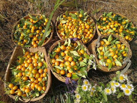 合作产品/   生态金桔 商品图8