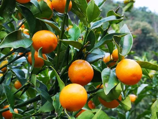 合作产品/   生态金桔 商品图7