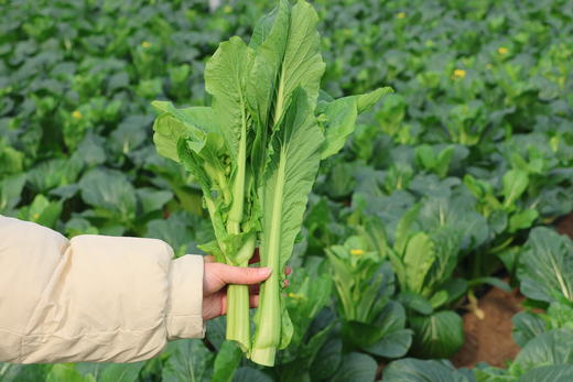 甜杆龙芽苔6斤装 商品图2