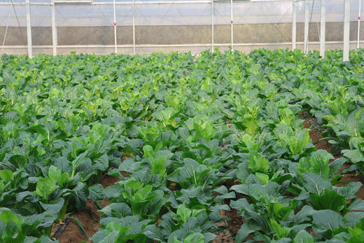 甜杆龙芽苔6斤装 商品图3