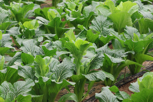 甜杆龙芽苔6斤装 商品图1