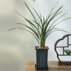 “兰花之乡”翁源精品国兰， 八款风雅品种， 兰花场直发，带盆发货，30天不活包赔【G】 商品缩略图12