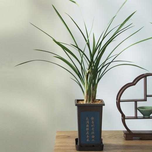 “兰花之乡”翁源精品国兰， 八款风雅品种， 兰花场直发，带盆发货，30天不活包赔【G】 商品图12
