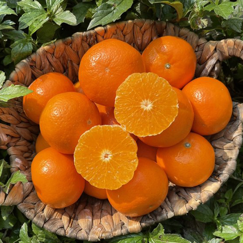 广西【沃柑】果肉细嫩饱满，甜蜜多汁，好剥皮，新鲜直达！