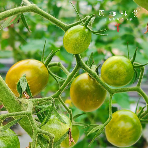 生态樱桃小番茄（基地直发-顺丰包邮）| 3斤/件，来自福建福州，生产者：魏长【合作生产，公平贸易】 商品图10