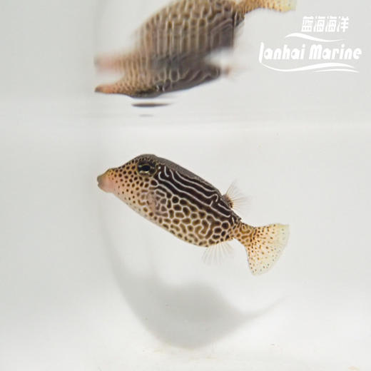 花木瓜 母 会放毒 商品图4