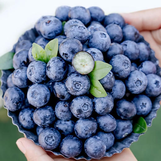 【云南蓝莓】花香型蓝莓果香四溢脆甜多汁产地直发 商品图5