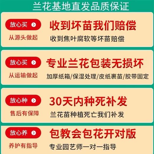 “兰花之乡”翁源精品国兰， 八款风雅品种， 兰花场直发，带盆发货，30天不活包赔【G】 商品图11