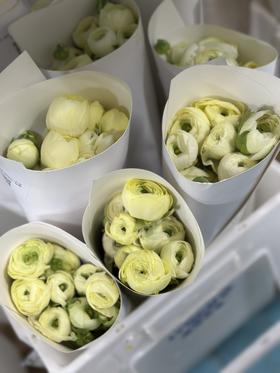 【双节备货】仓库洋牡丹·实拍直出📷