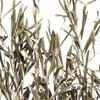 永生花材 | 橄榄叶 商品缩略图0