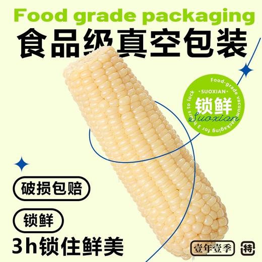 【源自黑龙江❗️有机糯玉米】新鲜农家白玉米棒子，嫩玉米糯蔬菜，糯润可口，现摘现发，新鲜采摘，香甜软糯，放心吃进口中老年健康L-d 商品图2