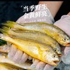 【浙江舟山海捕】东海新鲜速冻中黄鱼500g/包*2包（每包4条，共8条） 商品缩略图2