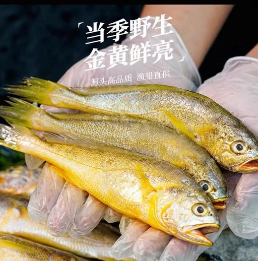 【浙江舟山海捕】东海新鲜速冻中黄鱼500g/包*2包（每包4条，共8条） 商品图2