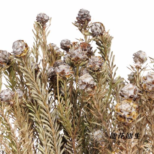 永生花 | 乌龟果 商品图0