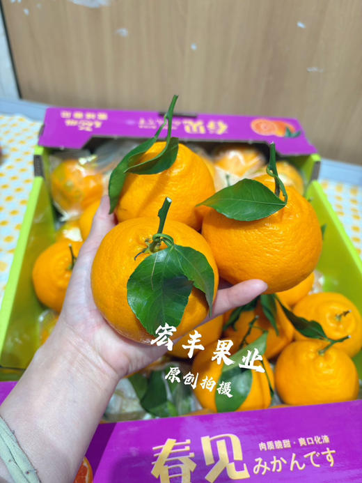 宏丰精选 春见耙耙柑，口感甜，肉质细嫩、味道浓郁，活动价6.98元一斤 商品图3