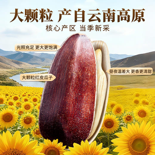 云南大颗粒红皮生瓜子250g 颗颗精选无坏果 粒大饱满 香脆新鲜 商品图3