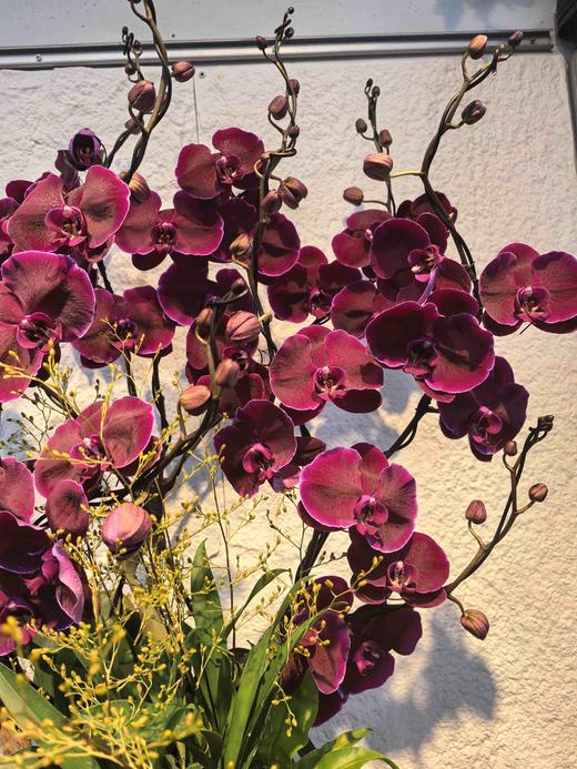 高端大气蝴蝶兰盆栽丝绸10支（新品） 商品图1