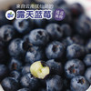 露天花香蓝莓 商品缩略图1