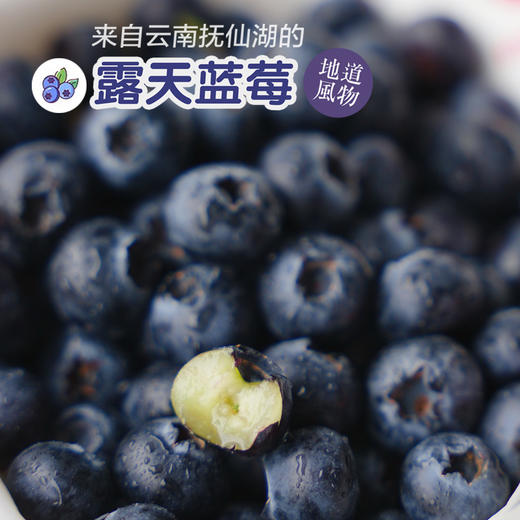露天花香蓝莓 商品图1