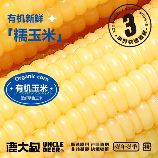 【源自黑龙江❗️有机糯玉米】新鲜农家白玉米棒子，嫩玉米糯蔬菜，糯润可口，现摘现发，新鲜采摘，香甜软糯，放心吃进口中老年健康L-d 商品图4
