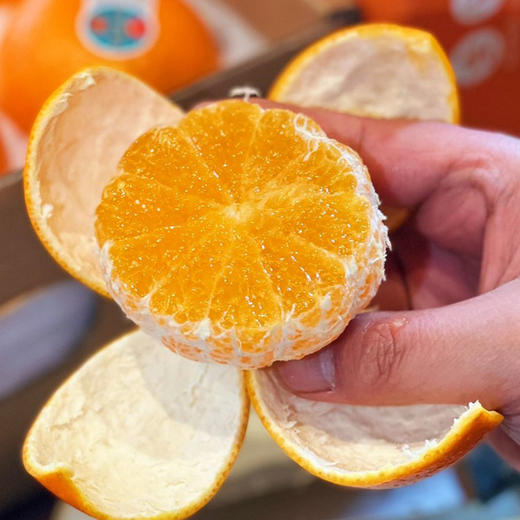 广西【沃柑】果肉细嫩饱满，甜蜜多汁，好剥皮，新鲜直达！ 商品图4