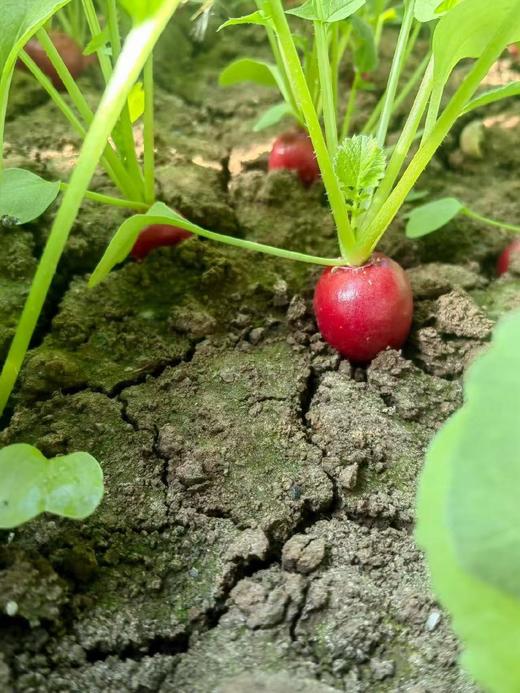 【樱桃萝卜】天津特产沙窝产地樱桃萝卜29.9元5斤！现拔现发，顺丰包邮，送货上门! 商品图2