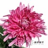 小菊 | 大头菊D457【新品测试，可能染色不均匀，折痕瑕疵不售后，介意慎拍】 商品缩略图0