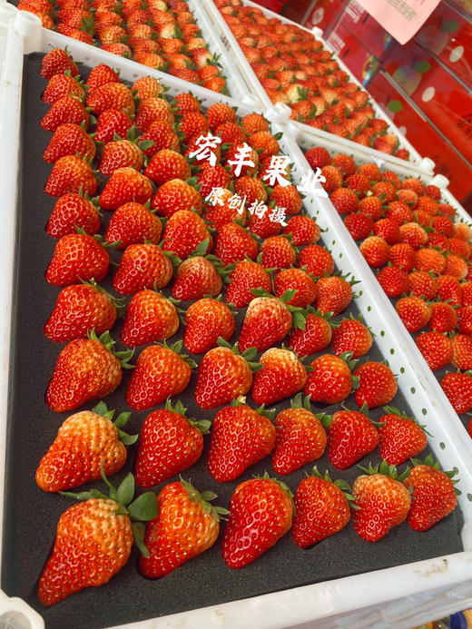 丹东红颜草莓  颜色好 口感很好 活动价‼️‼️69元一箱 商品图2