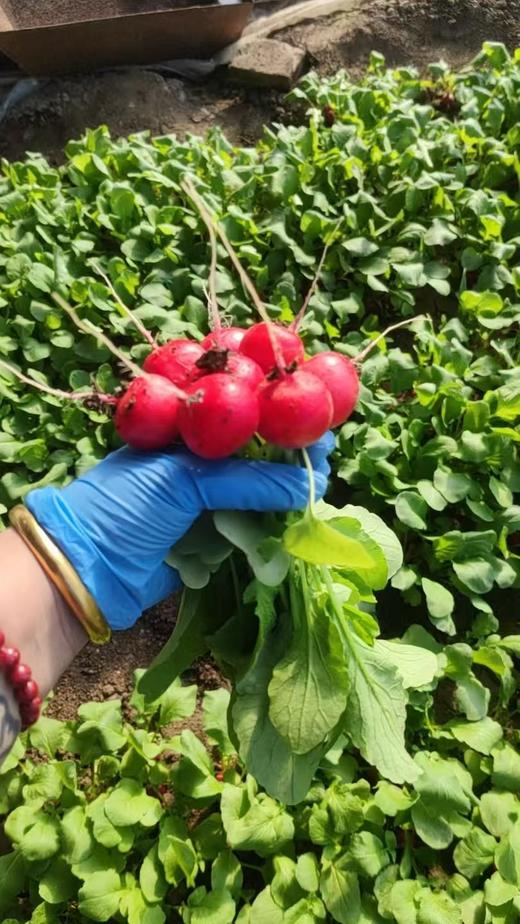 【樱桃萝卜】天津特产沙窝产地樱桃萝卜29.9元5斤！现拔现发，顺丰包邮，送货上门! 商品图3