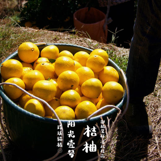阳光一号桔柚 皮薄多汁鲜甜现摘先发 商品图2
