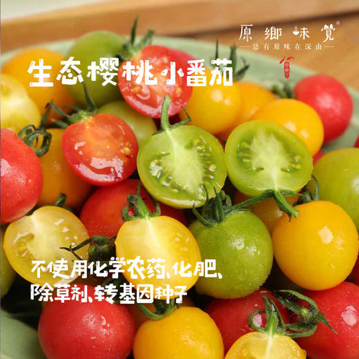 生态樱桃小番茄（基地直发-顺丰包邮）| 3斤/件，来自福建福州，生产者：魏长【合作生产，公平贸易】 商品图0