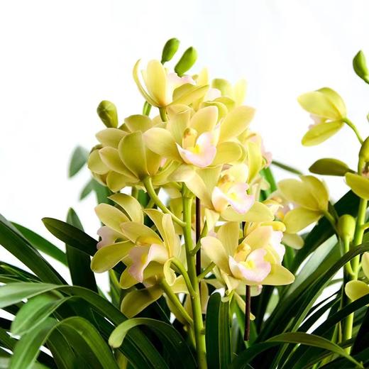 “兰花之乡”翁源精品国兰， 八款风雅品种， 兰花场直发，带盆发货，30天不活包赔【G】 商品图3