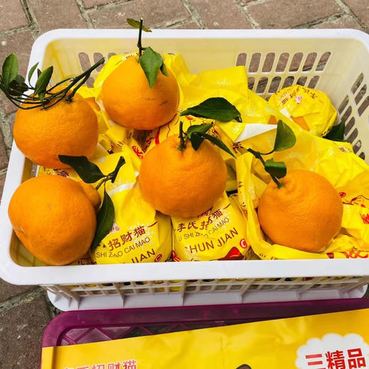 招财猫春见家庭装（大框）毛重12斤 商品图5