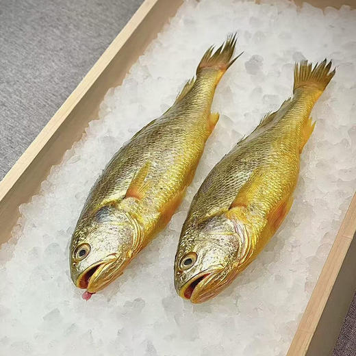 【浙江舟山海捕】东海新鲜速冻大黄鱼300-350g/条*2条 商品图4