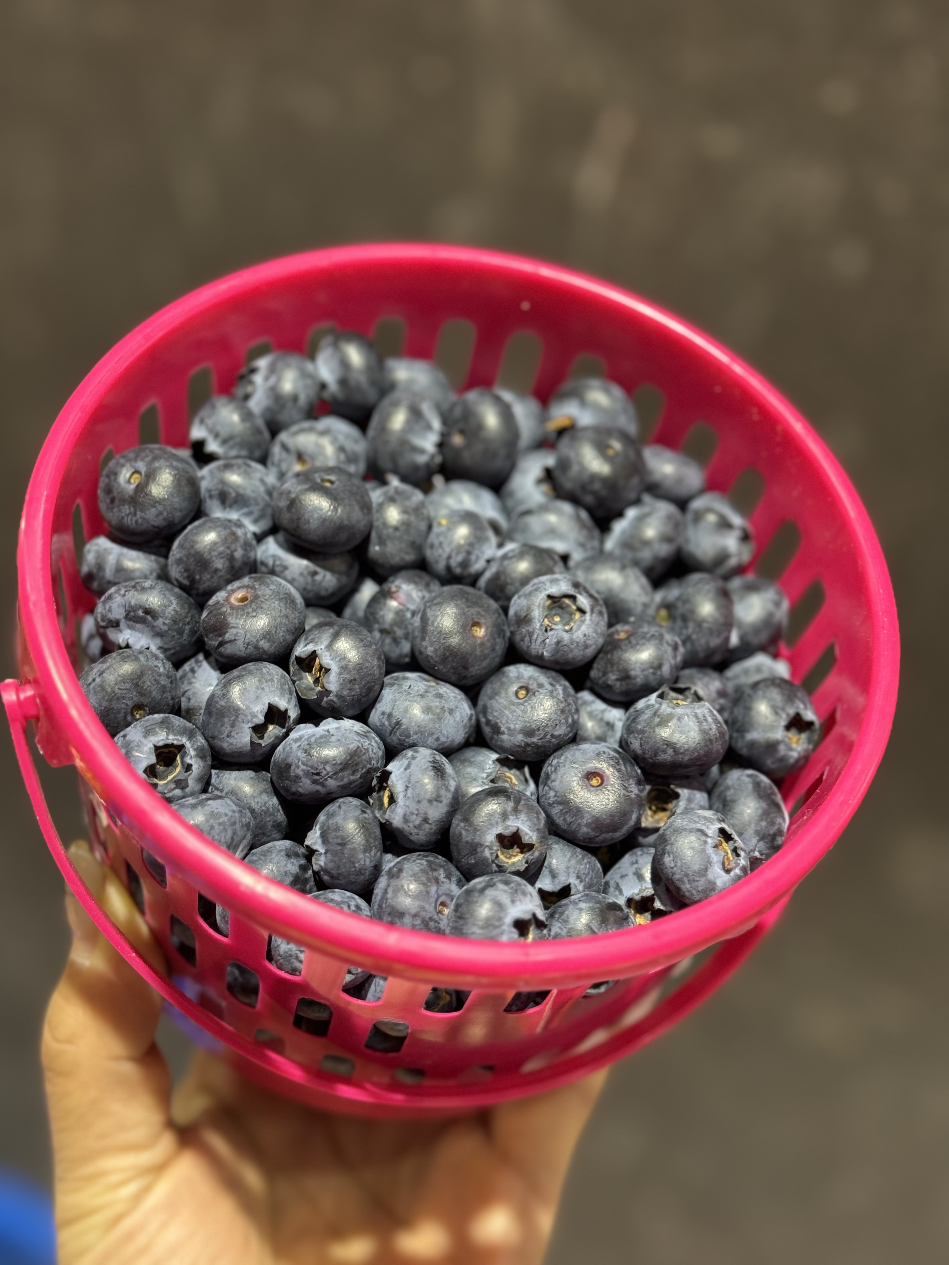 周六取货：【15+蜜悦蓝莓】一桶400克，甜蜜无酸！果粉超足，蓝莓香味超浓！