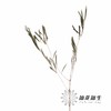 永生花材 | 橄榄叶 商品缩略图3