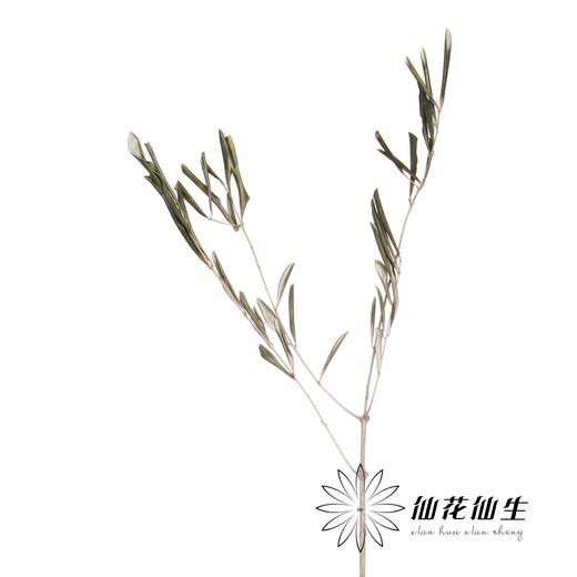 永生花材 | 橄榄叶 商品图3